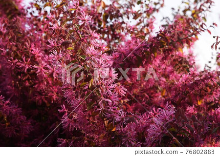 Safflower Tokiwamansaku 76802883