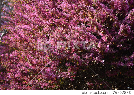 紅花Tokiwamansaku 76802888