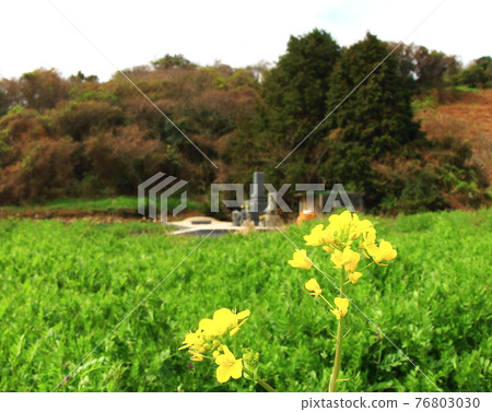 Rape blossoms Rape blossoms 76803030