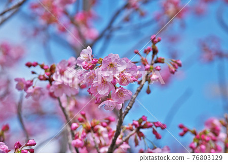 Pink cherry blossom 76803129