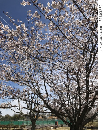 Cherry blossoms in full bloom at the arrival of spring Cherry blossoms in full bloom at the arrival of spring 76803273
