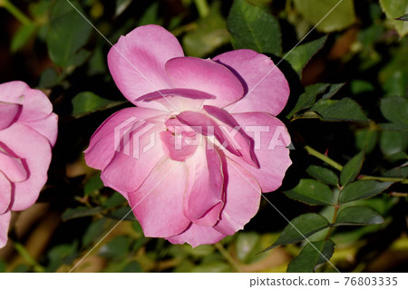 Pink rose (modern rose floric) flowers blooming in the botanical garden of Jindaiji Motomachi, Chofu City 76803335