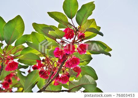Red rhododendron flower Red rhododendron flower 76803453