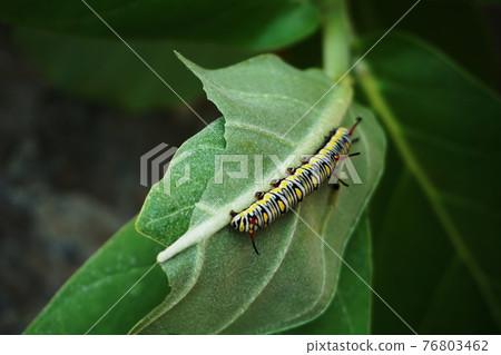 Close up of Leaf eating worm climb on green leave Close up of Leaf eating worm climb on green leave 76803462