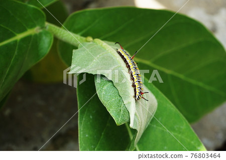 Close up of Leaf eating worm climb on green leave Close up of Leaf eating worm climb on green leave 76803464
