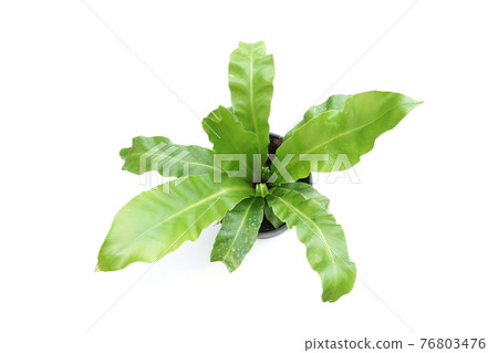 Bird's nest fern isolated on white background 76803476