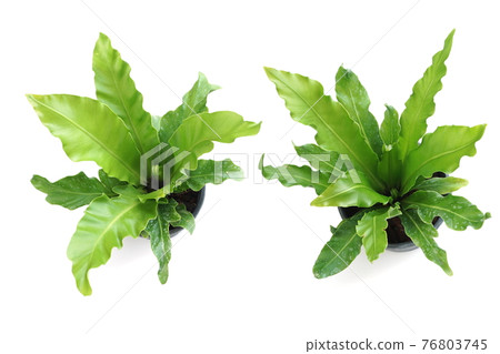 Bird's nest fern isolated on white background 76803745