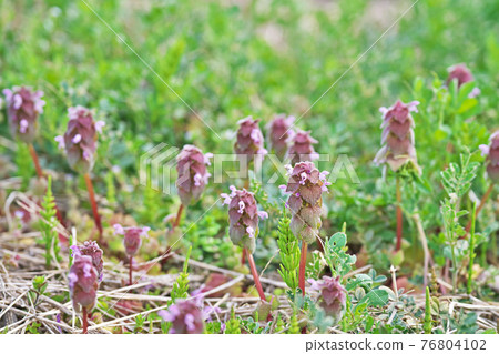 Pink pheasant flower Pink pheasant flower 76804102