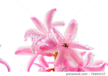 Flower hyacinth pink color close-up isolated Flower hyacinth pink color close-up isolated 76804337