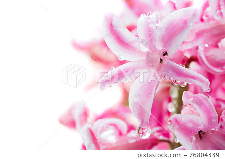 Flower hyacinth pink color close-up isolated Flower hyacinth pink color close-up isolated 76804339