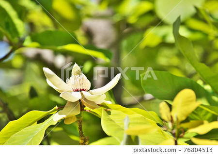 白柏花 76804513