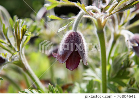 pasqueflower 76804641