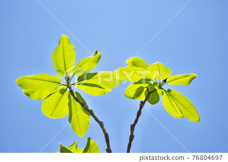 玉蘭葉（四月） 76804697