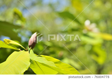 Bud of the lion Bud of the lion 76804778