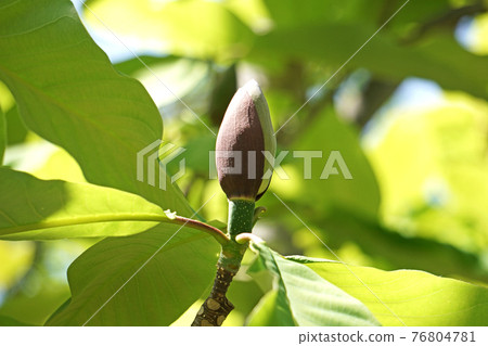 獅子的芽 76804781