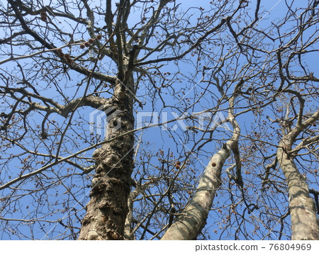 Suzukake tree sky 76804969