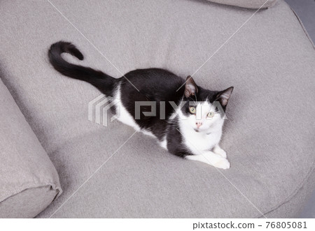 Black and white cat relaxing Black and white cat relaxing 76805081