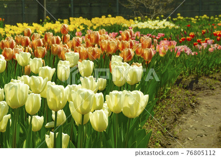 鬱金香種植園的花田 富山市渡波市 照片素材 圖片 圖庫