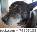 Cute black dog face close up 76805138