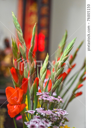 拜拜時用的紅色劍蘭菖蒲 76805150