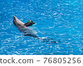 Cute gray dolphins swim in blue water. copy space, place for your text. bottlenose dolphins, wild marine mammals. blank for advertising swimming with dolphins, dolphinarium, shows, aquarium, 76805256