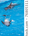 Cute gray dolphins swim in blue water. copy space, place for your text. bottlenose dolphins, wild marine mammals. blank for advertising swimming with dolphins, dolphinarium, shows, aquarium, 76805311