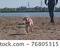 man trains plays with a dog. English cocker spaniel pet runs along the sandy bank of the river with the owner. outdoor games with a pet dog in a rural landscape 76805315