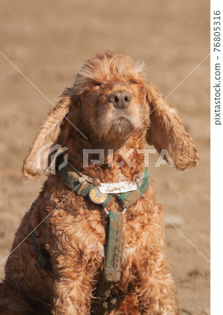the light brown spaniel dog squints at the sun and enjoys the sunset. concept of enjoying the life of hugg, harmony unity with nature meditation the light brown spaniel dog squints at the sun and enjoys the sunset. concept of enjoying the life of hugg, harmony unity with nature meditation 76805316