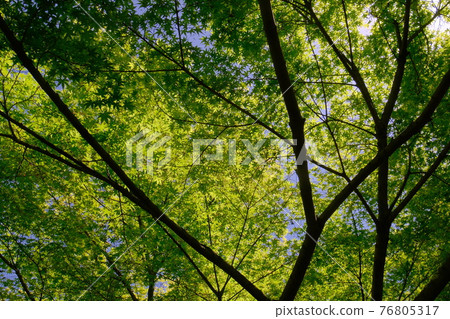 Fresh green full of light 76805317