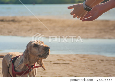 concept of care love for pets, taming a dog by people. cocker spaniel pet runs to the owner. man woman holds out hands to his dog. Outdoor spring summer activities concept of care love for pets, taming a dog by people. cocker spaniel pet runs to the owner. man woman holds out hands to his dog. Outdoor spring summer activities 76805337