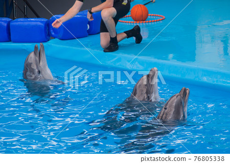 Trained dolphin in the aquarium, dolphinariums. show with dolphins. the trainer works with a trained dolphin. Trained dolphin in the aquarium, dolphinariums. show with dolphins. the trainer works with a trained dolphin. 76805338