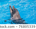 Trained dolphin in the aquarium, dolphinariums. show with dolphins. the trainer works with a trained dolphin. 76805339