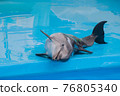 Cute sad trained dolphin performs in dolphinarium, aquarium. wild animals in poor conditions. animal cruelty, abuse, wildlife conservation, greenpeace, animal welfare 76805340