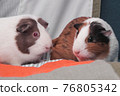A pair of guinea pigs at home. Closeup portrait of a lovely pet. Unpretentious rodent pet. Cute cavy. Guinea pig with red eyes. 76805342