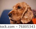 Cute pet spaniel dog in a cozy home environment. A sad look of a fluffy puppy. Light red english spaniel. closeup portrait. 76805343