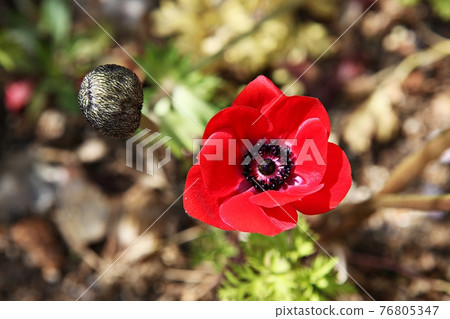花 花 76805347