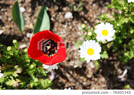 花 76805348