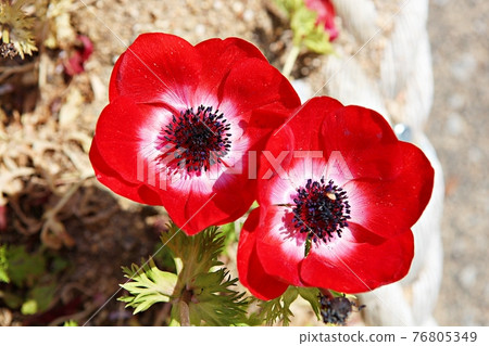 花 花 76805349