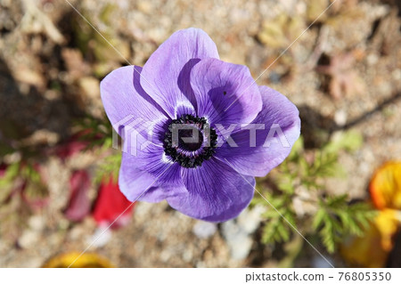 花 76805350