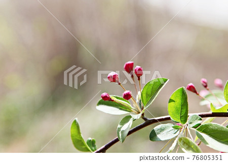 花 花 76805351