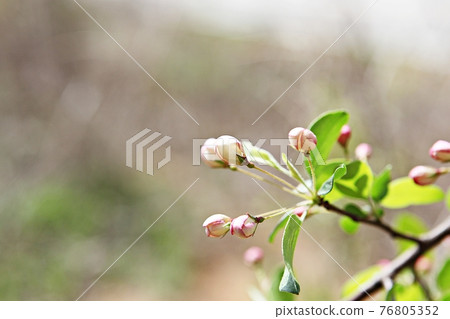 Flower 76805352