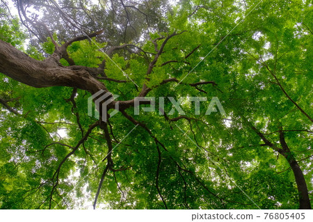 清新的綠色充滿光芒 清新的綠色充滿光芒 76805405