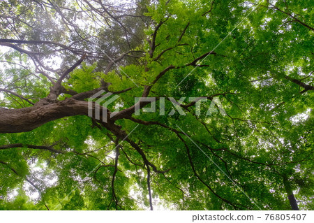 清新的綠色充滿光芒 清新的綠色充滿光芒 76805407