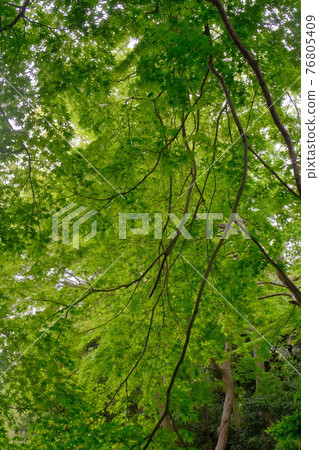清新的綠色充滿光芒 清新的綠色充滿光芒 76805409