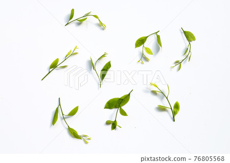Melientha suavis pierre leaves on white background. Top view Melientha suavis pierre leaves on white background. Top view 76805568