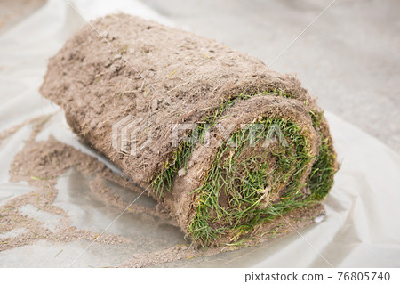 Grass turf in rolls ready to be used for gardening or landscaping Grass turf in rolls ready to be used for gardening or landscaping 76805740