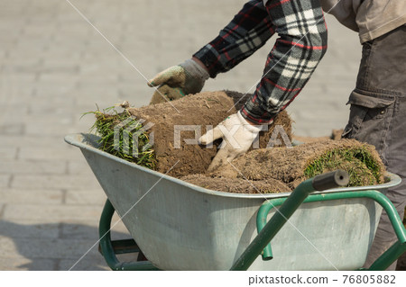 Natural Grass Turf Professional Installer. Gardener Installing Natural Grass Turfs Creating Beautiful Lawn Field Natural Grass Turf Professional Installer. Gardener Installing Natural Grass Turfs Creating Beautiful Lawn Field 76805882