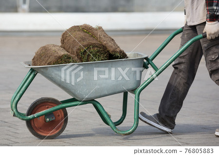 The gardener is transporting a roll of grass in the wheelbarrow for lawn landscaping The gardener is transporting a roll of grass in the wheelbarrow for lawn landscaping 76805883
