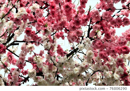 一棵樹上的白梅紅梅 76806290