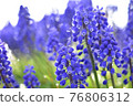 Muscari bloomed in spring 76806312